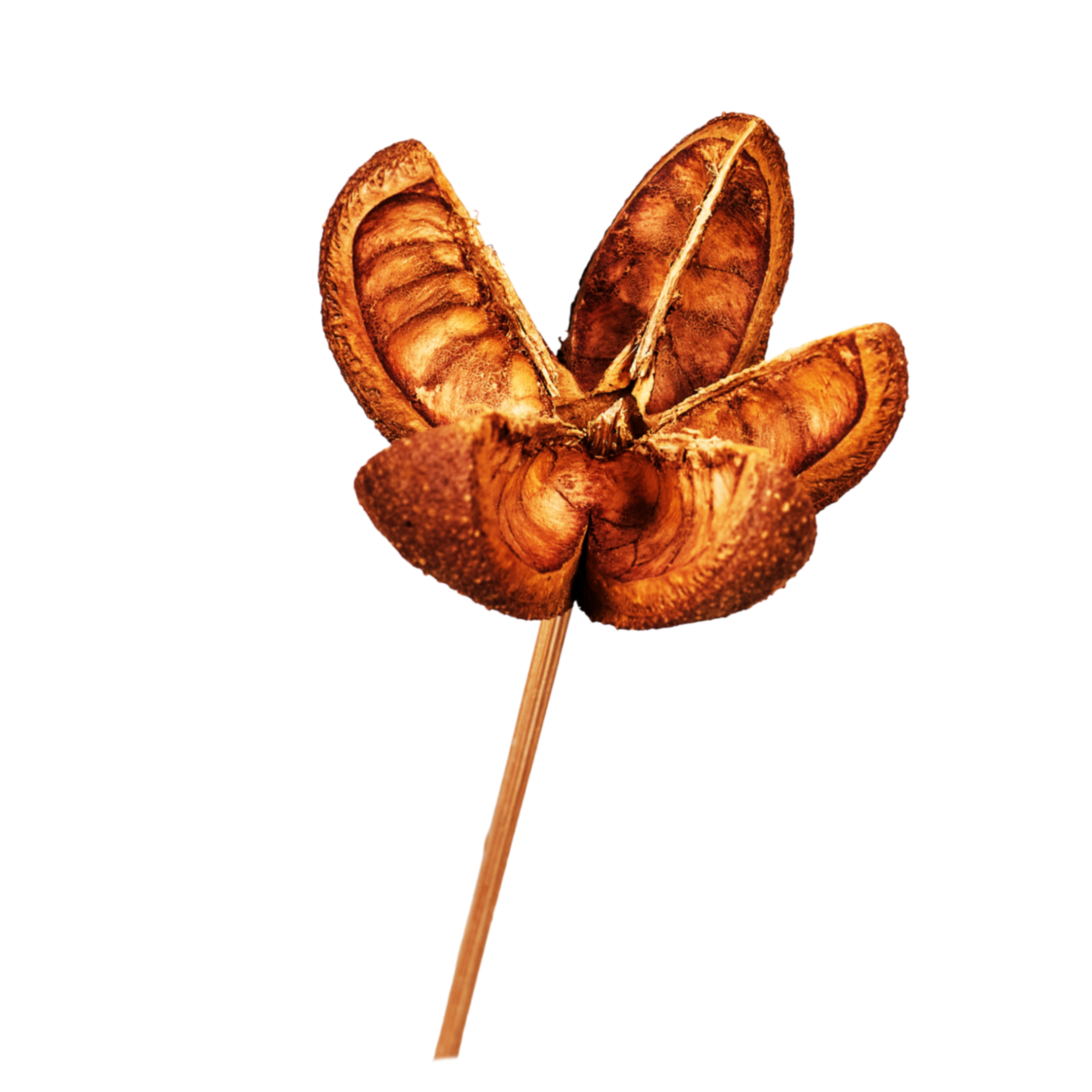 Preserved Amazonian Lily on stem, 3 pcs